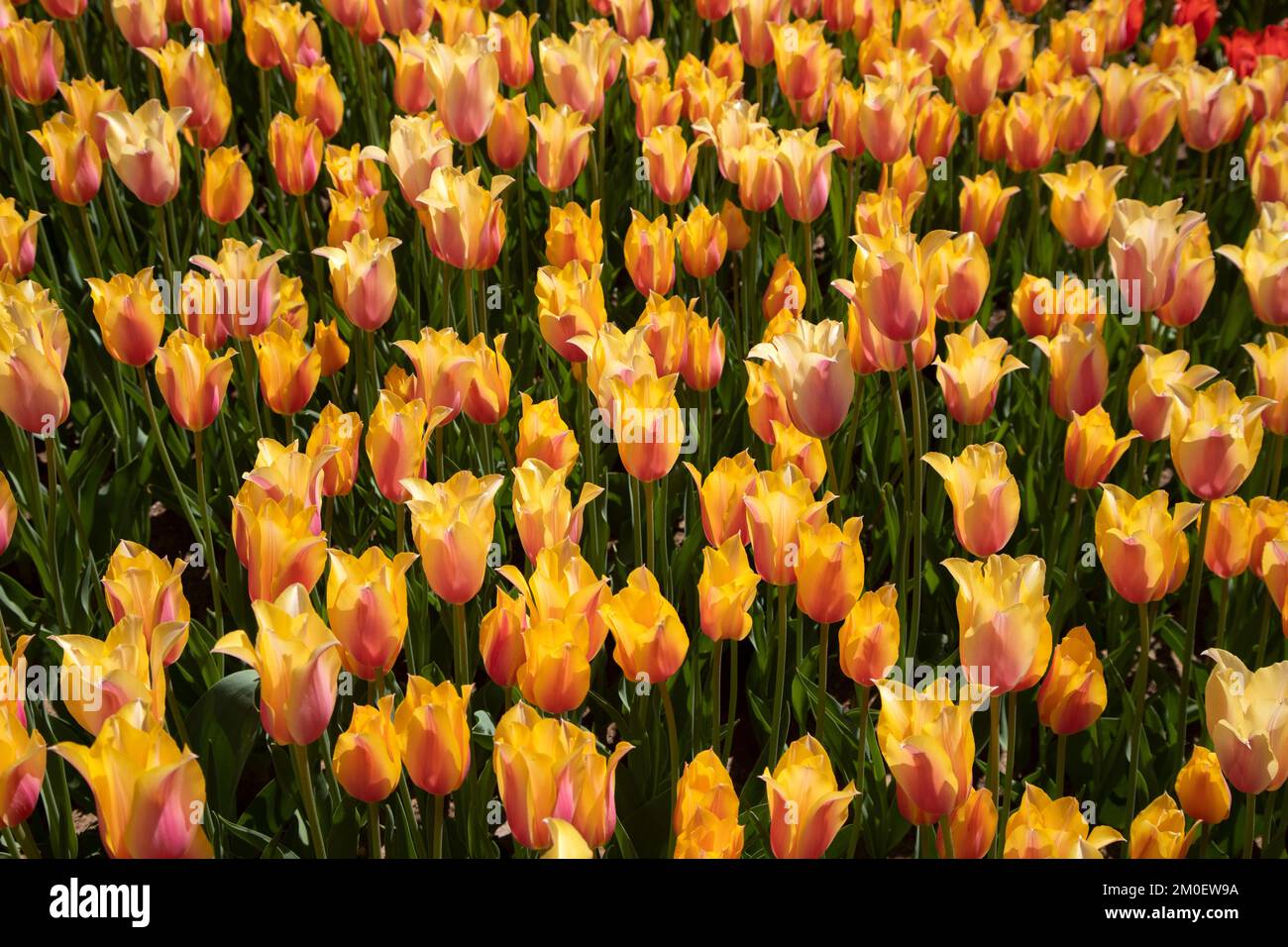 Gelbe Tulpen im Garten, Frühlingszeit Stockfoto