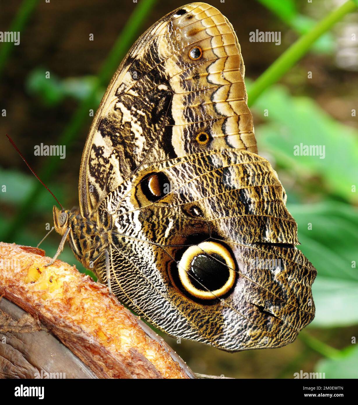 Ein sehr großer tropischer Schmetterling, der sich von einer Banane ernährt Stockfoto