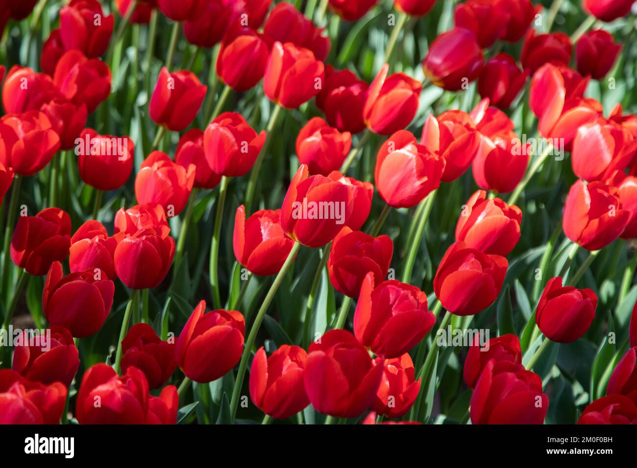 Nahaufnahme von vielen roten Tulpen Stockfoto