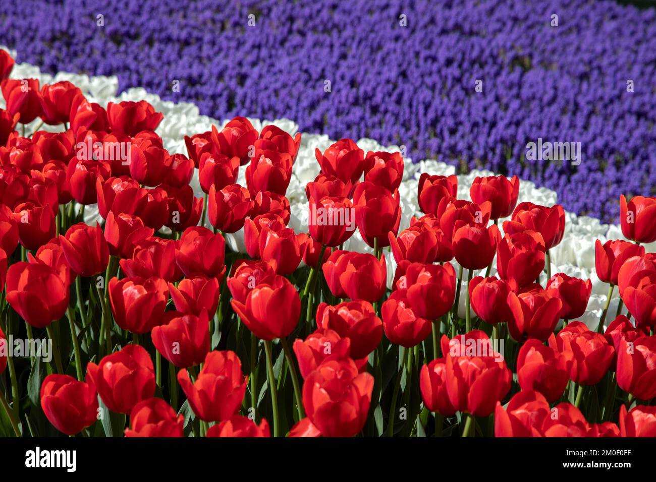 Rote weiße Tulpen und violette Hyazinthen Stockfoto