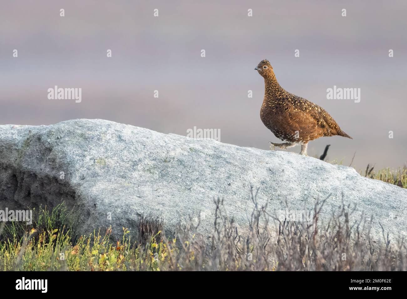 Weibliche rote Moorhühner laufen auf einem Felsen, Yorkshire Dales, Großbritannien Stockfoto