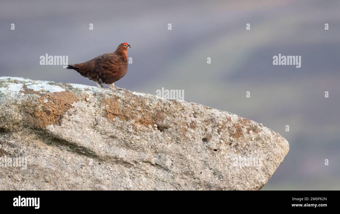 Rote Moorhühner (Lagopus lagopus scotica) auf einem Felsen Stockfoto