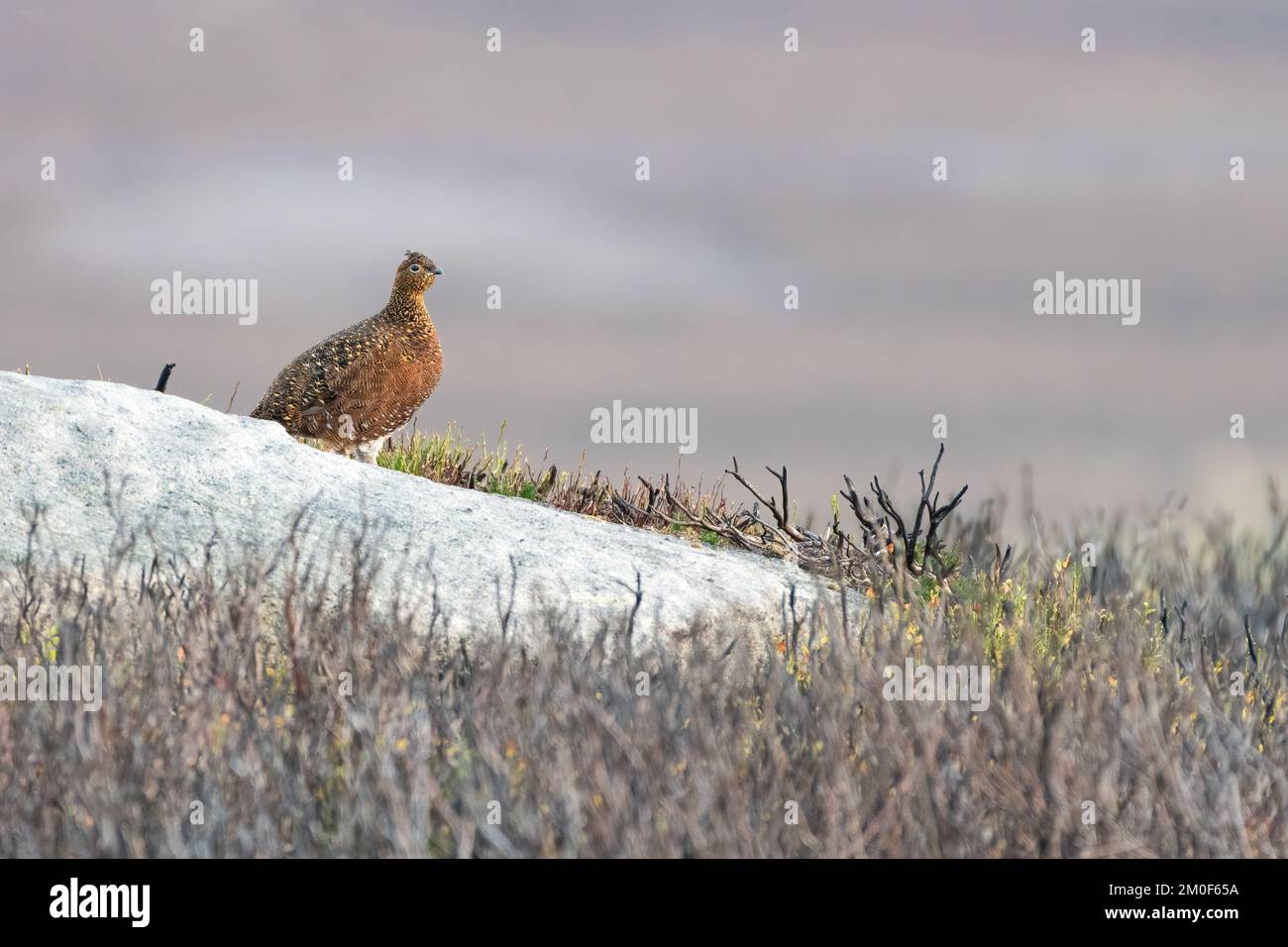 Weibliche rote Moorhühner stehen auf einem Felsen, Yorkshire Dales, Großbritannien Stockfoto