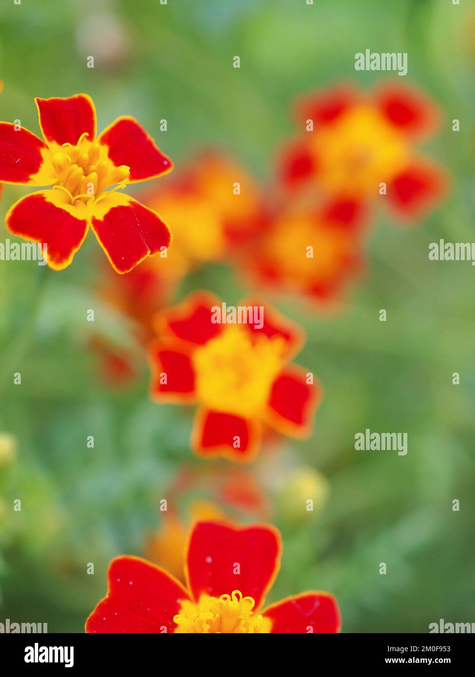 Nahaufnahme der roten und gelben Tagetes tenuifolia „Red Gem“ (mexikanische oder Signet Ringelblume) Stockfoto