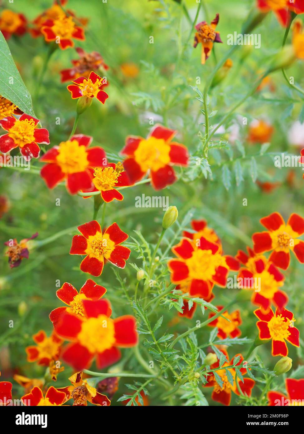 Nahaufnahme der Tagetes tenuifolia „Red Gem“ (mexikanische oder Signet Marigold) Blumen Stockfoto