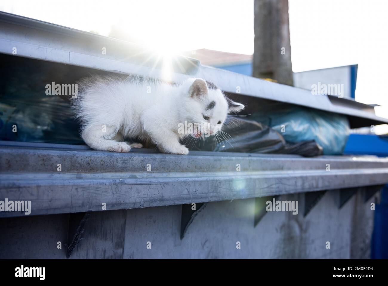 Streunende Katze auf einem Abfallbehälter Stockfoto