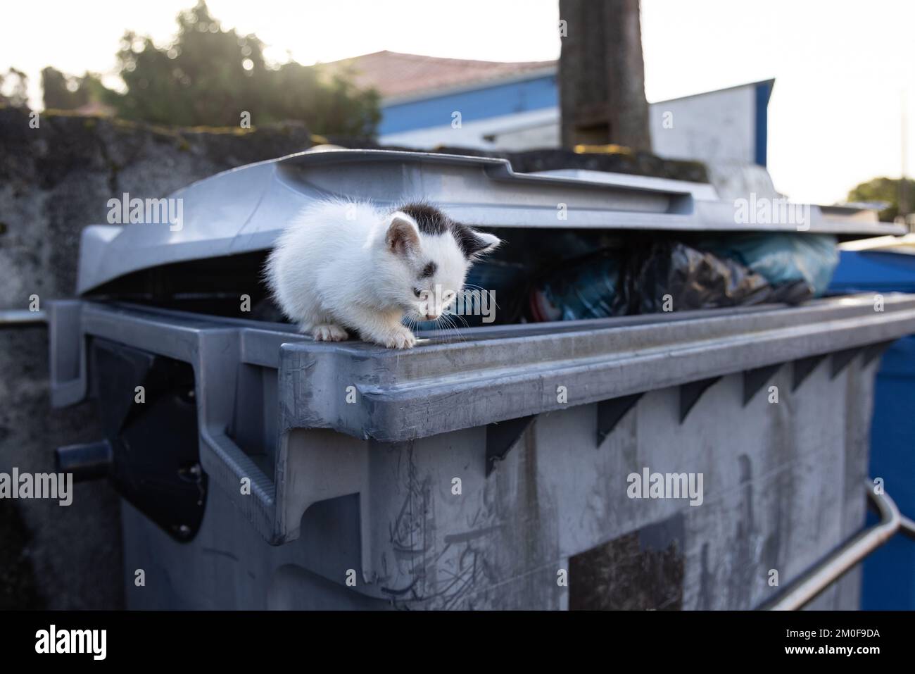 Junge streunende Katze auf einem Abfallbehälter Stockfoto