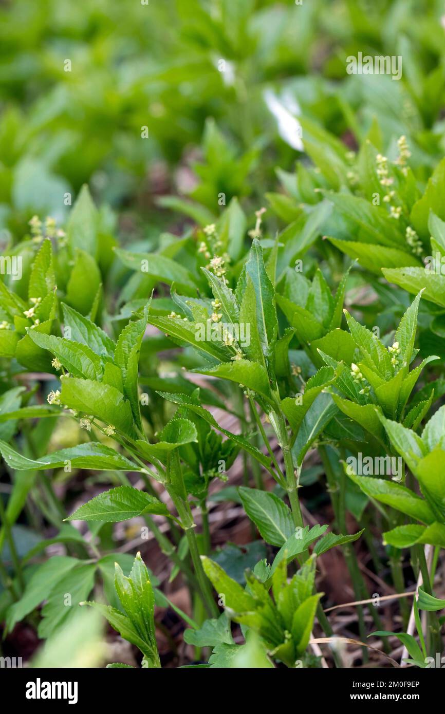 Hundequecksilber (Mercurialis perennis), blühende männliche Blüten, Deutschland Stockfoto