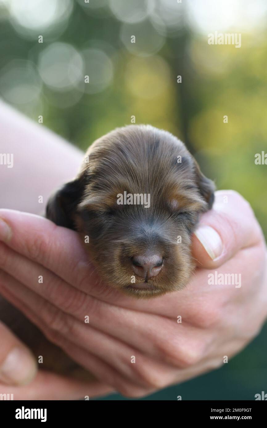 Langhaariger Dachshund, langhaariger Wursthund, Haushund (Canis lupus f. familiaris), neun Tage alter roter Apfelschwalbe auf der Hand, Vorderansicht, Stockfoto