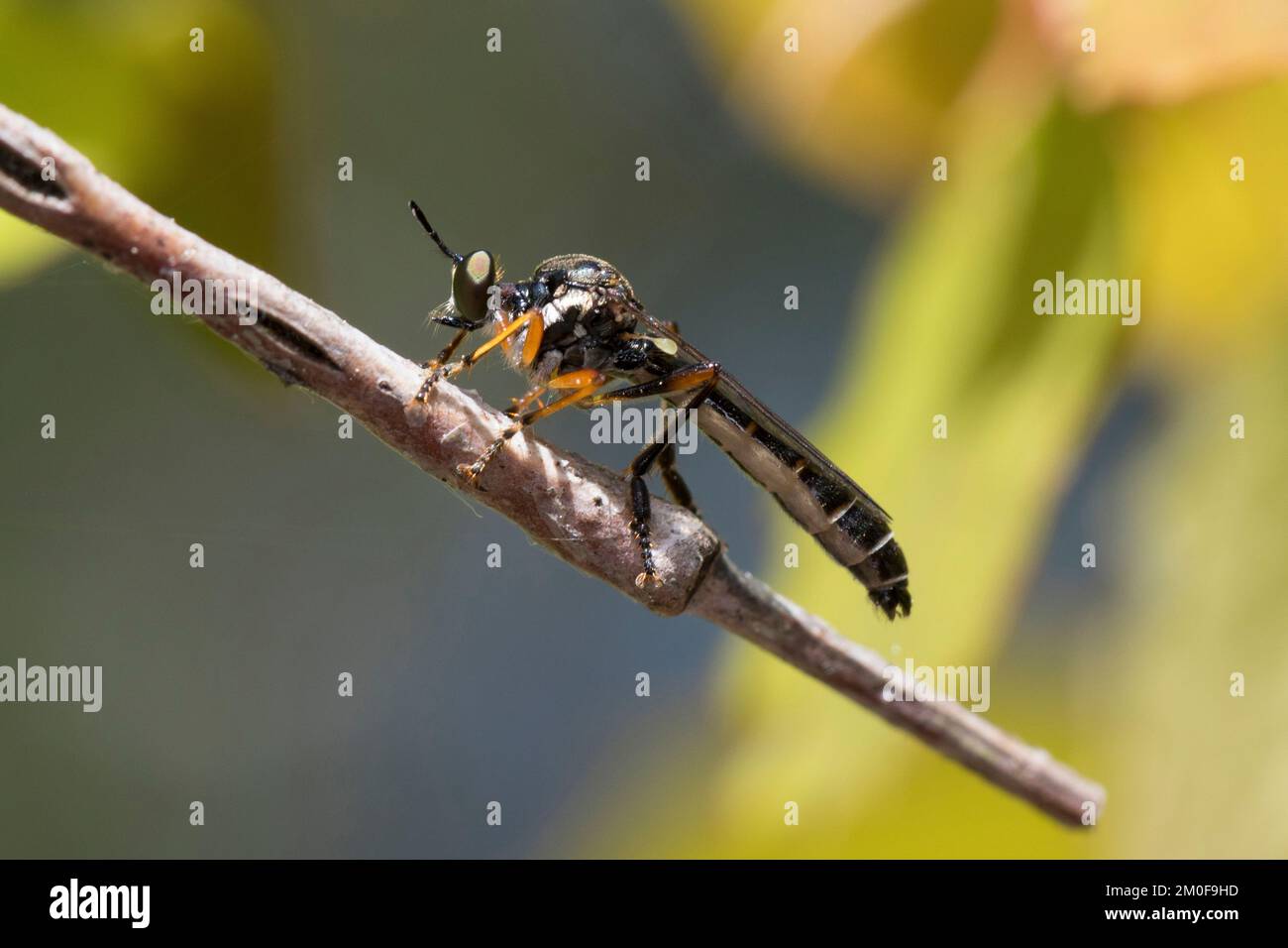 Gewöhnliche Räuberfliege (Dioctria hyalipennis), am Stiel sitzend, Seitenansicht, Schweden Stockfoto