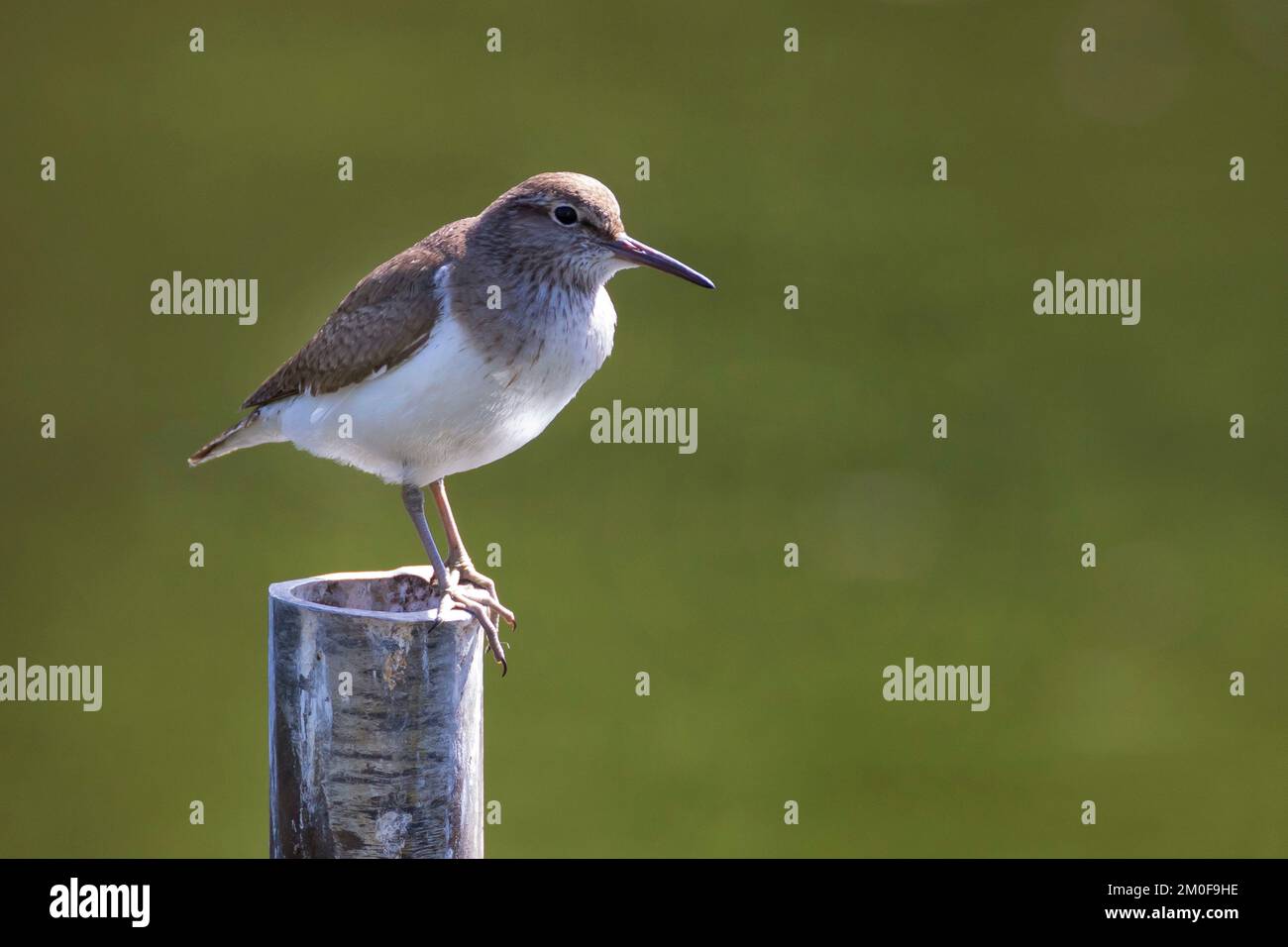 Gewöhnlicher Sandpiper (Tringa hypoleucos, Actitis hypoleucos), auf einem Metallstab, Seitenansicht, Schweden Stockfoto