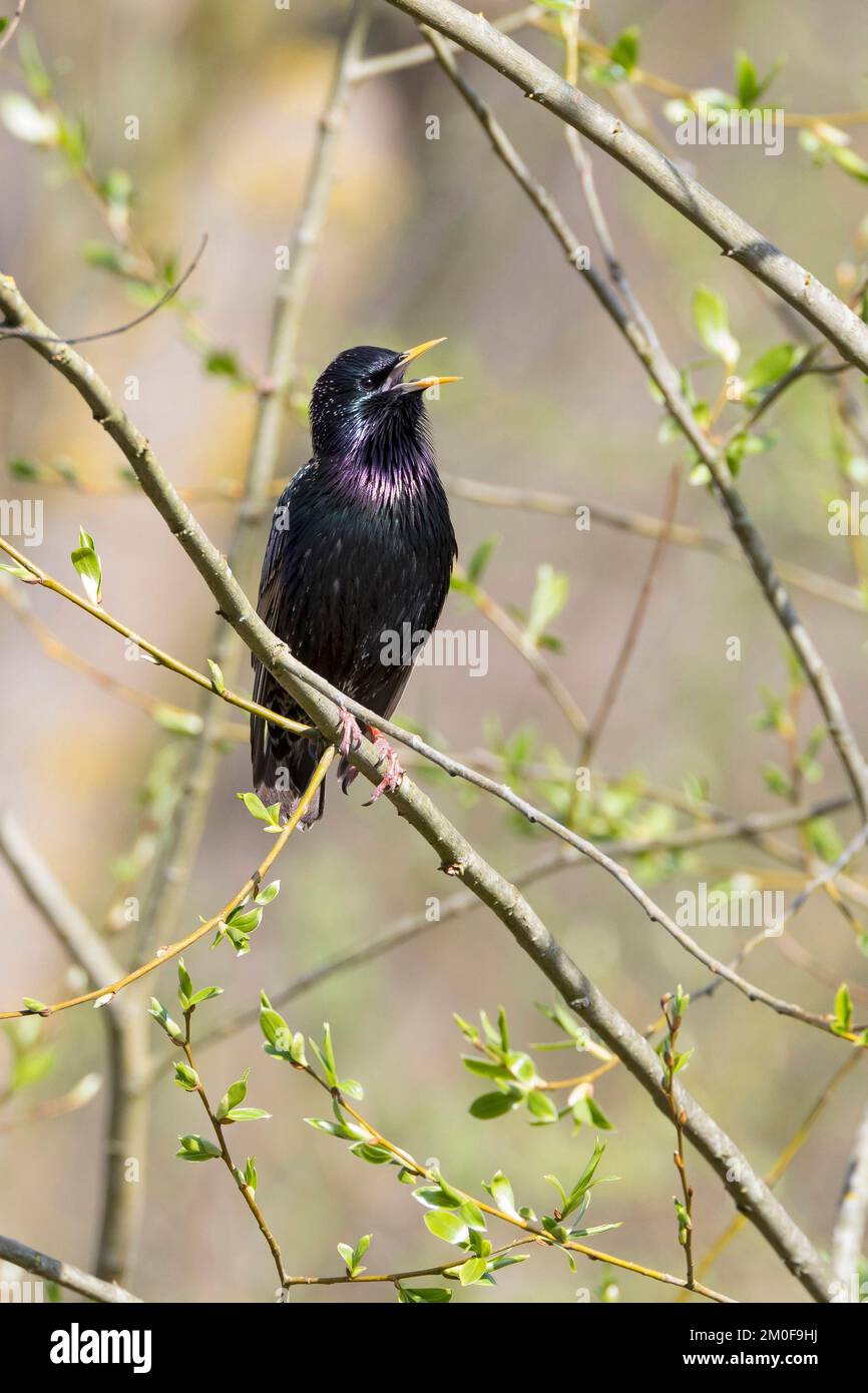 Gewöhnlicher Starling (Sturnus vulgaris), singend auf einem Zweig, Deutschland Stockfoto