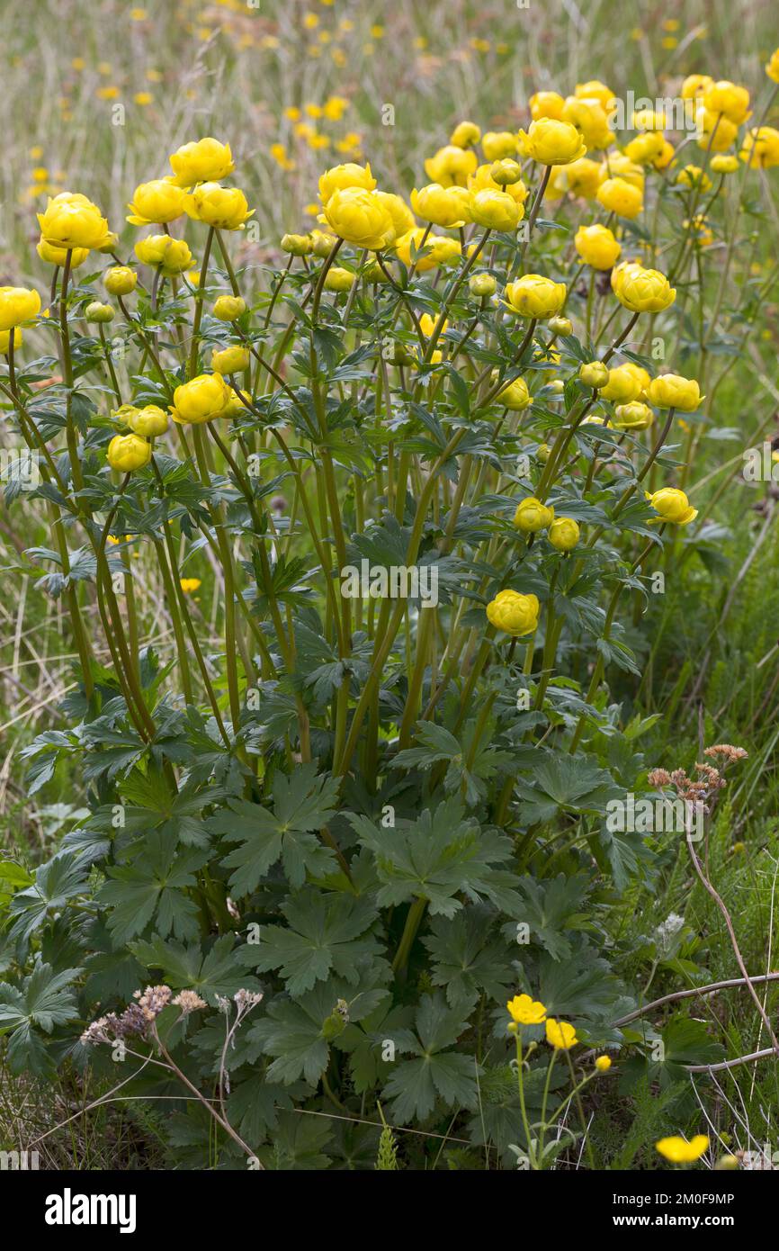 Europäischer Blumenkohl, Blumenkohl (Trollius europaeus), Blüte, Schweden Stockfoto