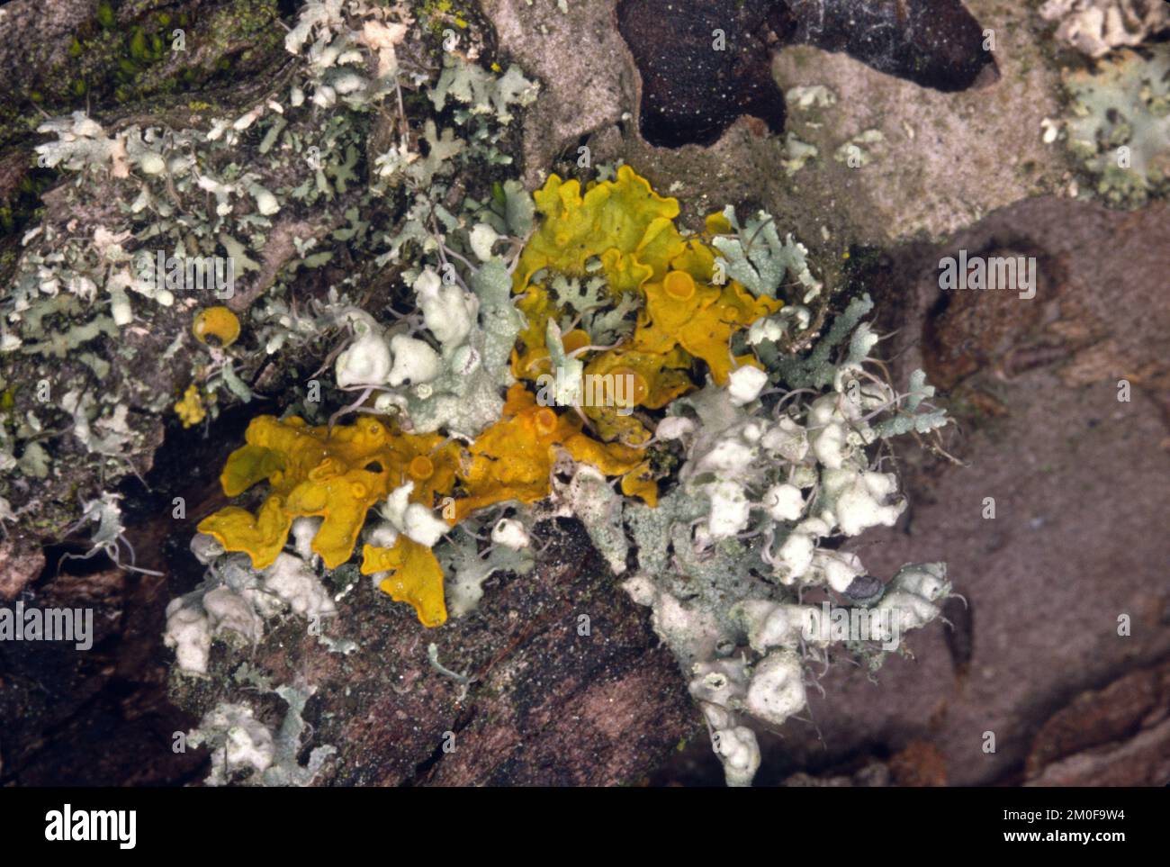 Gemeine orangefarbene Flechte, Gelbe Skala, Maritime Sonnenblechenflechte, Shore Flechten, Goldene Schildflechte (Xanthoria parietina, Parmelia parietina), auf einem Stockfoto