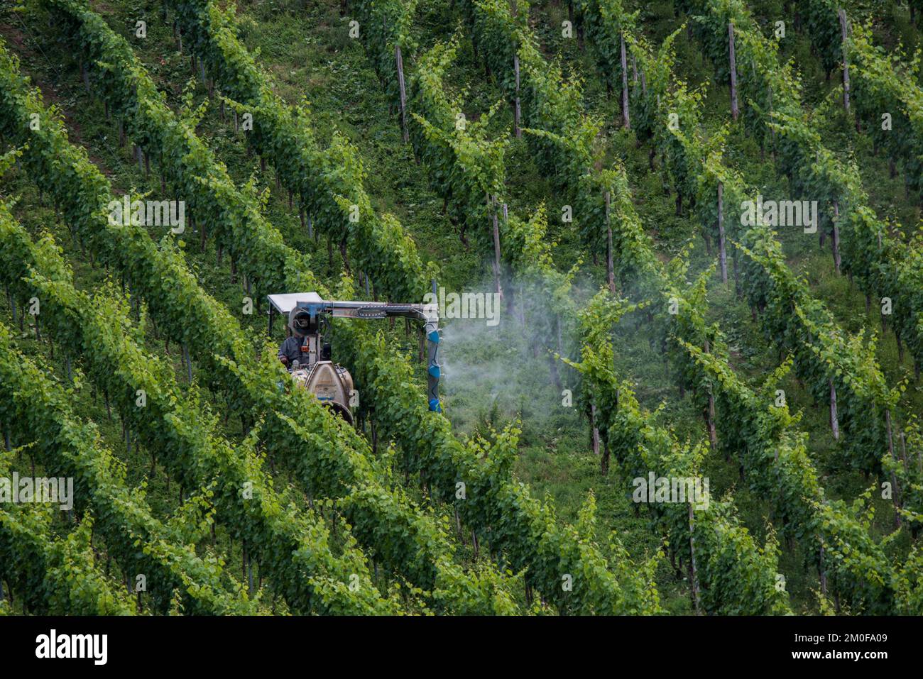 Pestizideinsatz im Weinbau im Moseltal, Deutschland, Rheinland-Pfalz Stockfoto