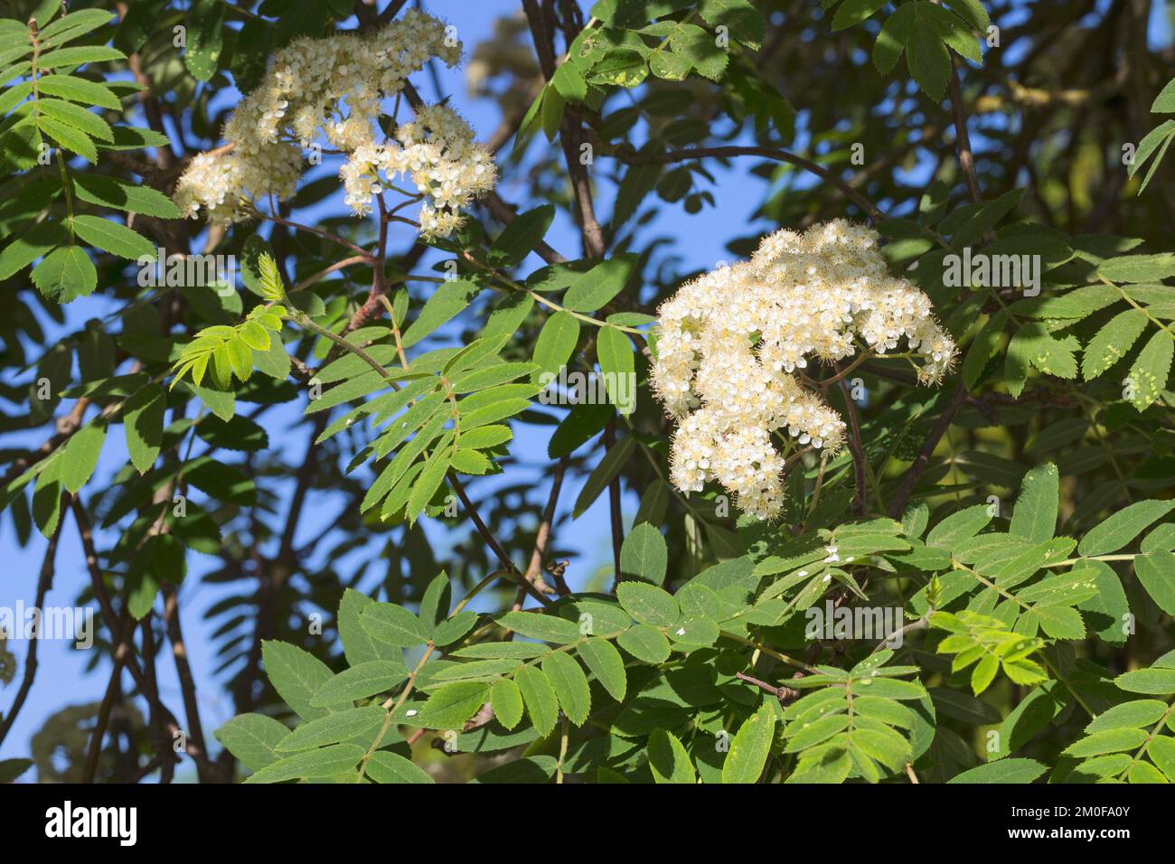 Europäische Bergreche, Zwergbaum (Sorbus aucuparia, Pyrus aucuparia), blühender Zweig, Deutschland Stockfoto