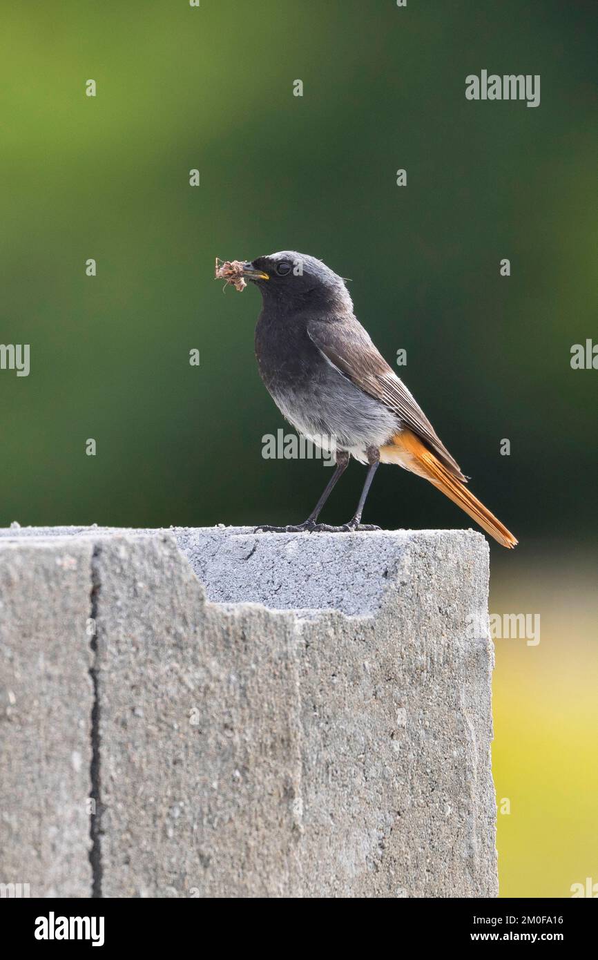 Schwarzer RotStart (Phoenicurus ochruros), männlich mit Futter im Schnabel an der Wand, Futter, Deutschland Stockfoto