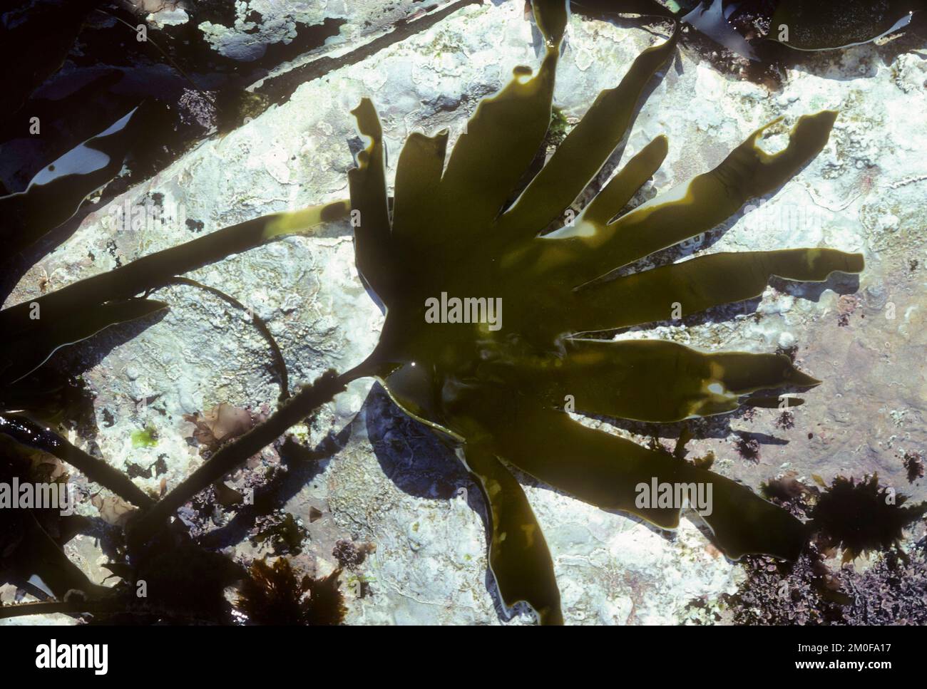 Seegurken, Ruderkelp (Laminaria digitata), Blatt auf einem Stein, Deutschland Stockfoto