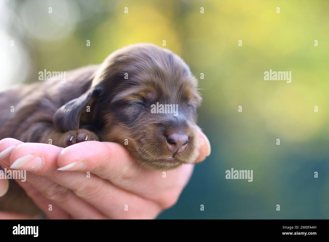 Langhaariger Dachshund, langhaariger Wursthund, Haushund (Canis lupus f. familiaris), neun Tage alter roter Apfelschwalbe auf der Hand, Vorderansicht, Stockfoto