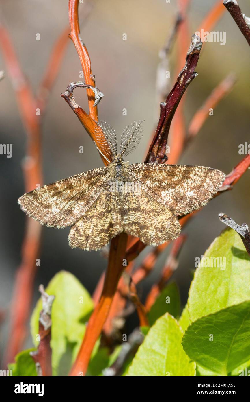 Gewöhnliche Heide (Ematurga atomaria), männlicher Sitz am Stiel, Blick auf den Rücken, Schweden Stockfoto