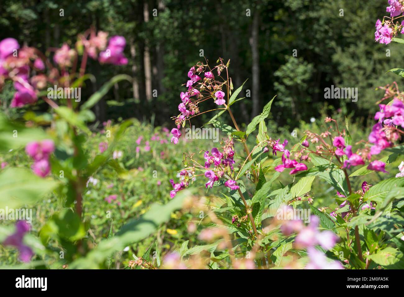 Drüsige Springkraut, indisches Springkraut, rote Springkraut, ornamentale Springkraut, des Polizisten Helm (Impatiens Glandulifera), blühen, Deutschland Stockfoto