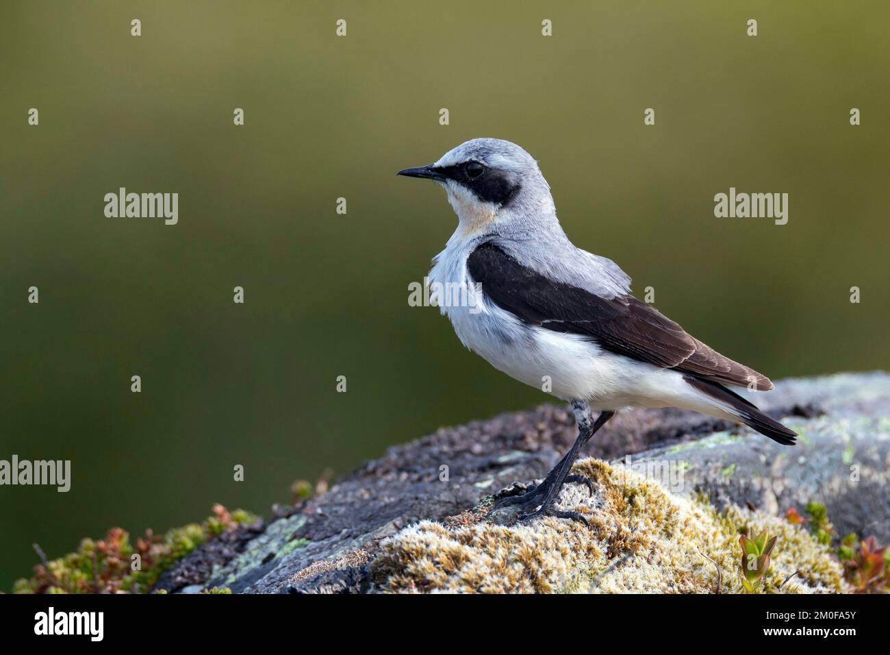 nördlicher Weidekopf (Oenanthe oenanthe), männlicher Sitzer auf lichiertem Felsen, Seitenansicht, Schweden Stockfoto