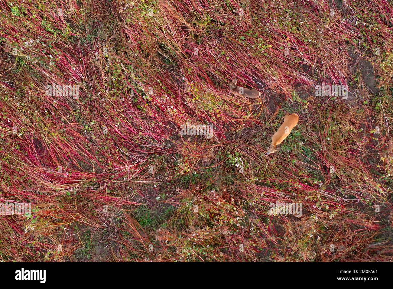 Buchweizen (Fagopyrum esculentum), Hirsche auf Buchweizenfeldern im Herbst, Luftaufnahme, Deutschland Stockfoto