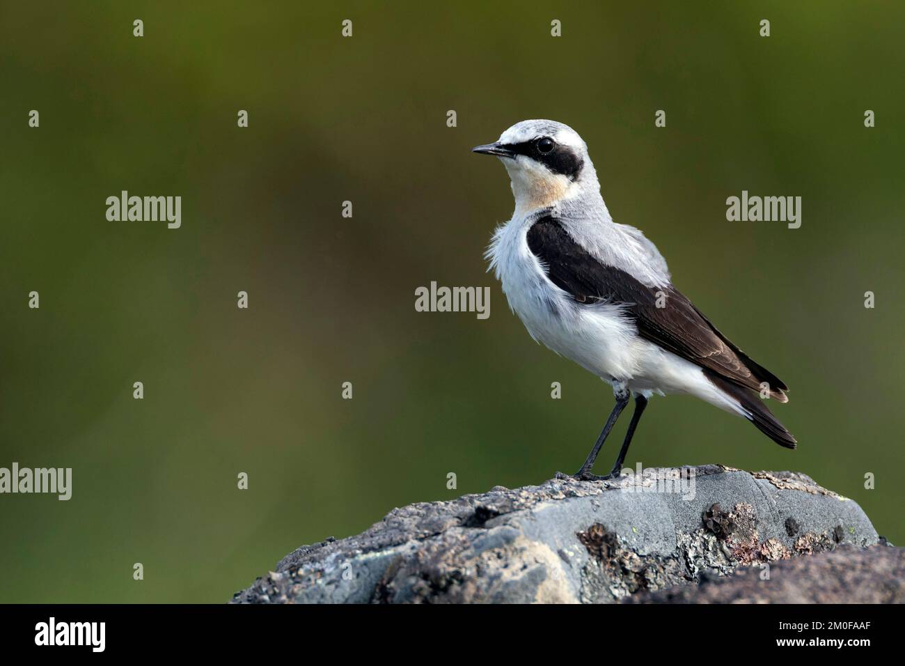nördlicher Weidekopf (Oenanthe oenanthe), männlicher Sitzer auf lichiertem Felsen, Seitenansicht, Schweden Stockfoto