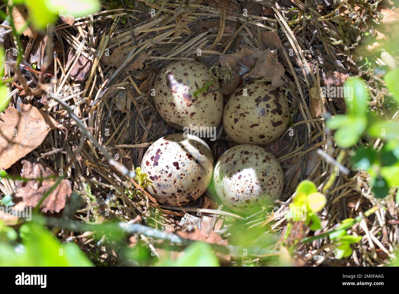 Sandpfeifer (Tringa hypoleucos, Actitis hypoleucos), Eier in einem Nest auf dem Boden, Schweden Stockfoto