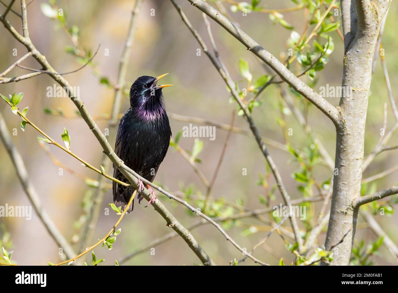 Gewöhnlicher Starling (Sturnus vulgaris), singend auf einem Zweig, Deutschland Stockfoto