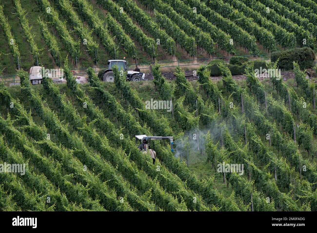 Pestizideinsatz im Weinbau im Moseltal, Deutschland, Rheinland-Pfalz Stockfoto