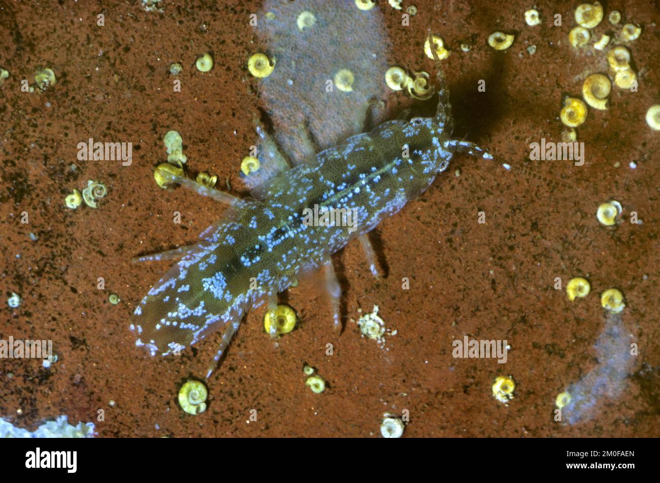 Ostsee-Isopod, Ostsee-Tausendfüßler (Idotea balthica), von oben, Deutschland Stockfoto