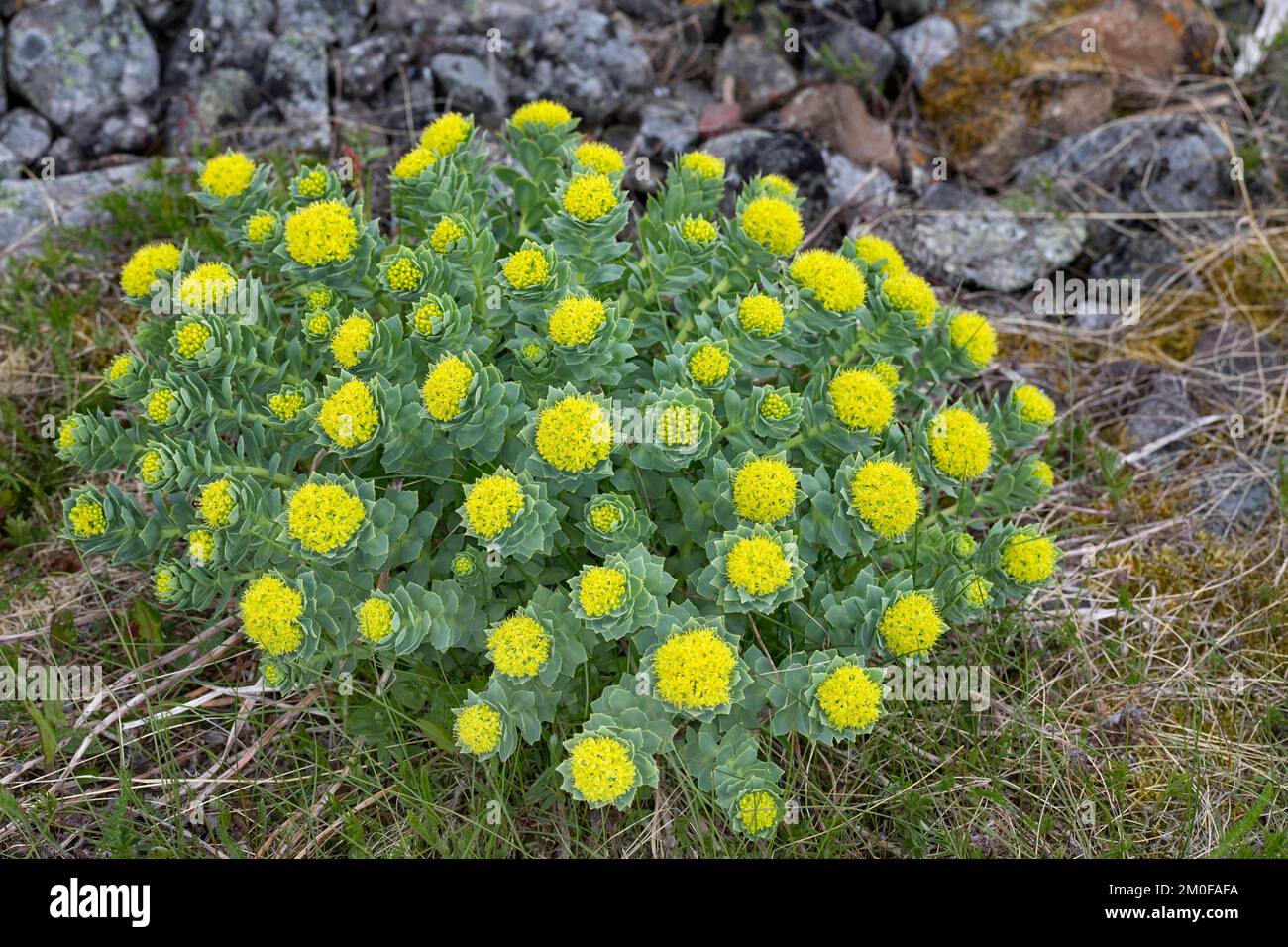 Königskrone, Mittelsommer-MEM, Rosenwurzel (Rhodiola rosea), blühend, Schweden Stockfoto