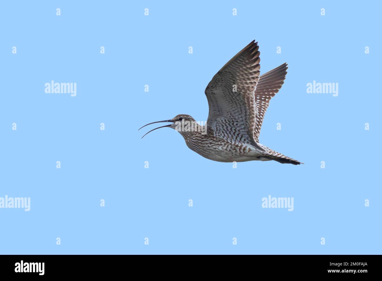 whimbrel (Numenius phaeopus), im Flug, Seitenansicht, Schweden Stockfoto