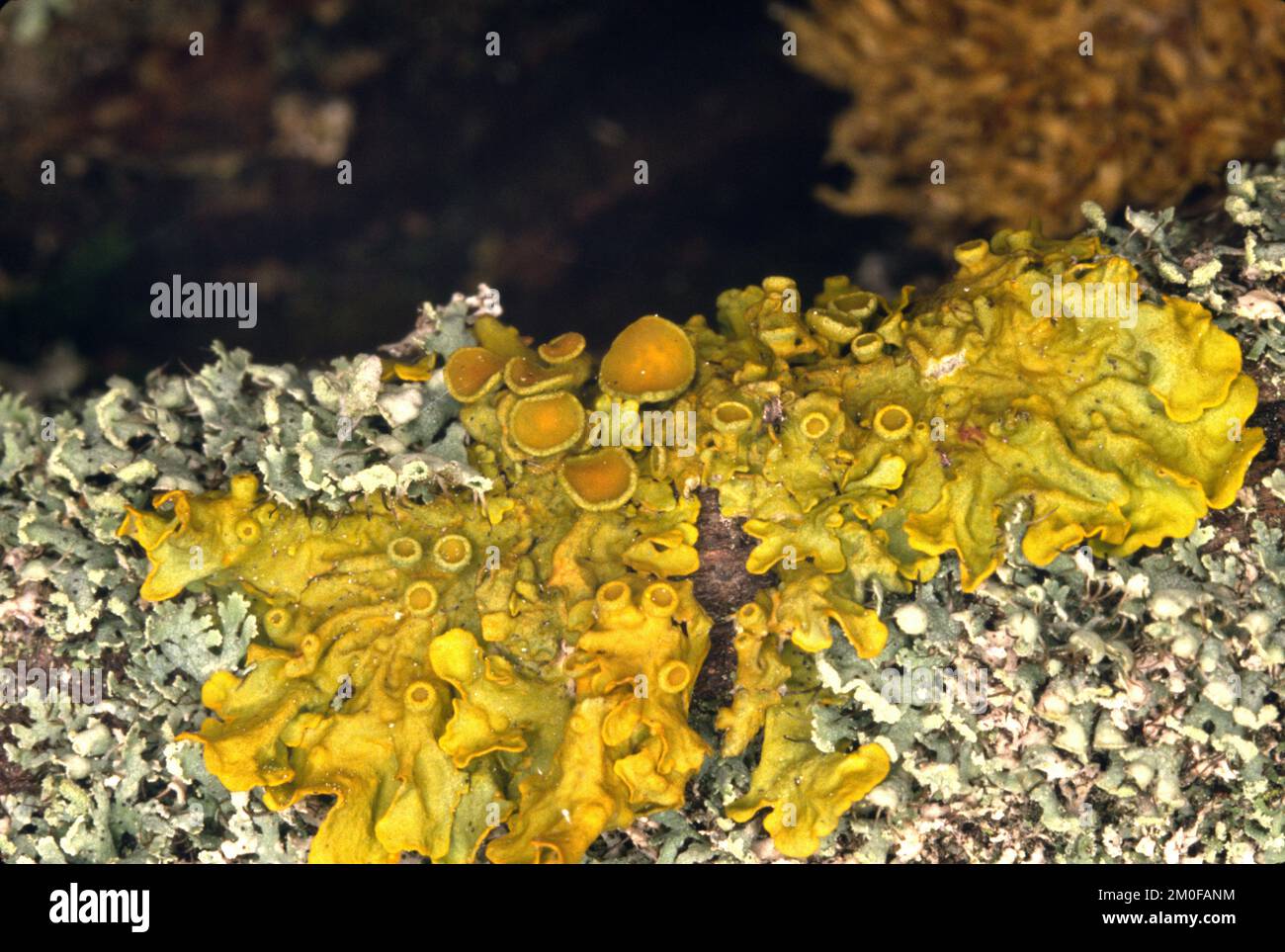 Gemeine orangefarbene Flechte, Gelbe Skala, Maritime Sonnenblechenflechte, Shore Flechten, Goldene Schildflechte (Xanthoria parietina, Parmelia parietina), auf einem Stockfoto