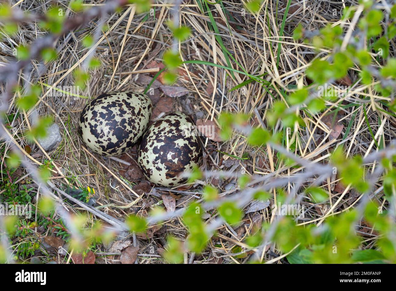 Europäischer Goldpfeifer (Pluvialis apricaria), Eier in einem Nest auf dem Boden, Schweden Stockfoto