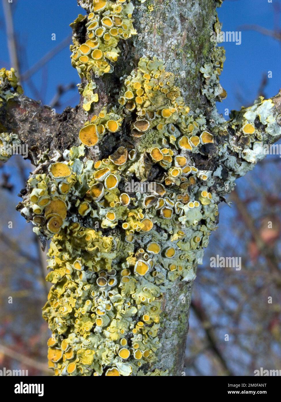 Lichen orangefarben, Gelbe Schuppe, Lichen der Seezunge, Lichen der ...