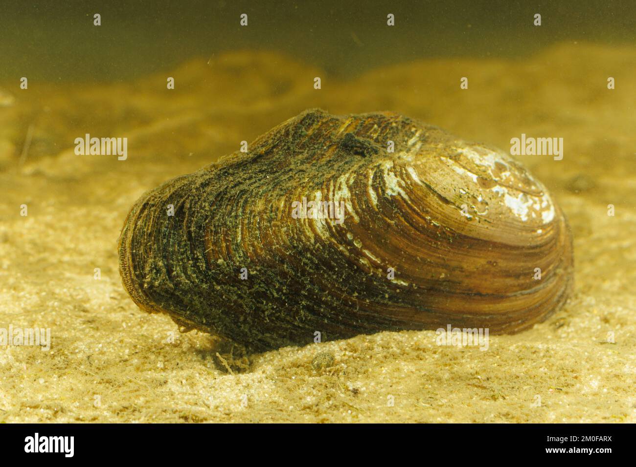 schwanenmuschel (Anodonta cygnea), auf Sandboden, Deutschland Stockfoto