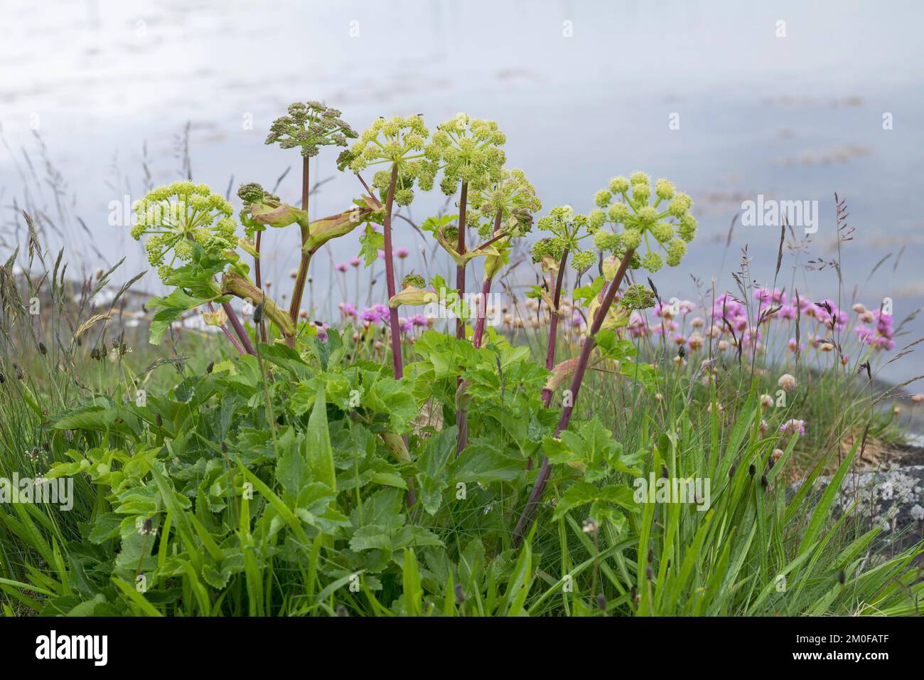 Garden Angelica (Angelica Archangelica), blühend, Skandinavien Stockfoto