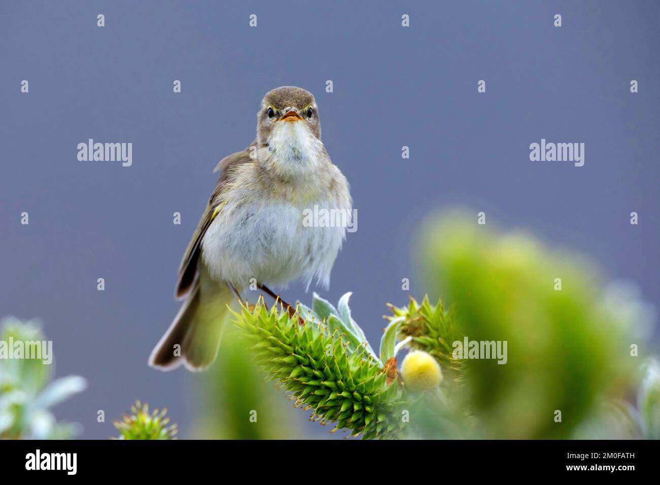 weidenstürmer (Phylloscopus trochilus), auf einer Weide stehend, Vorderansicht, Schweden Stockfoto