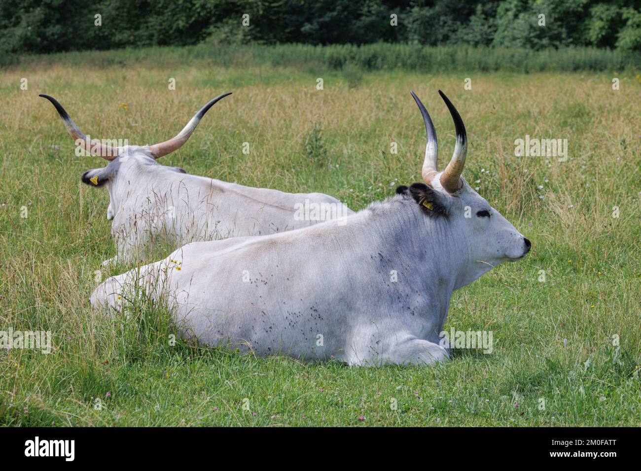 Ungarische Steppe-Rinder, ungarische Graue Rinder, ungarische podolianische Steppe-Rinder (Bos primigenius f. taurus), Kühe, die sich auf einer Weide ruminieren, Stockfoto
