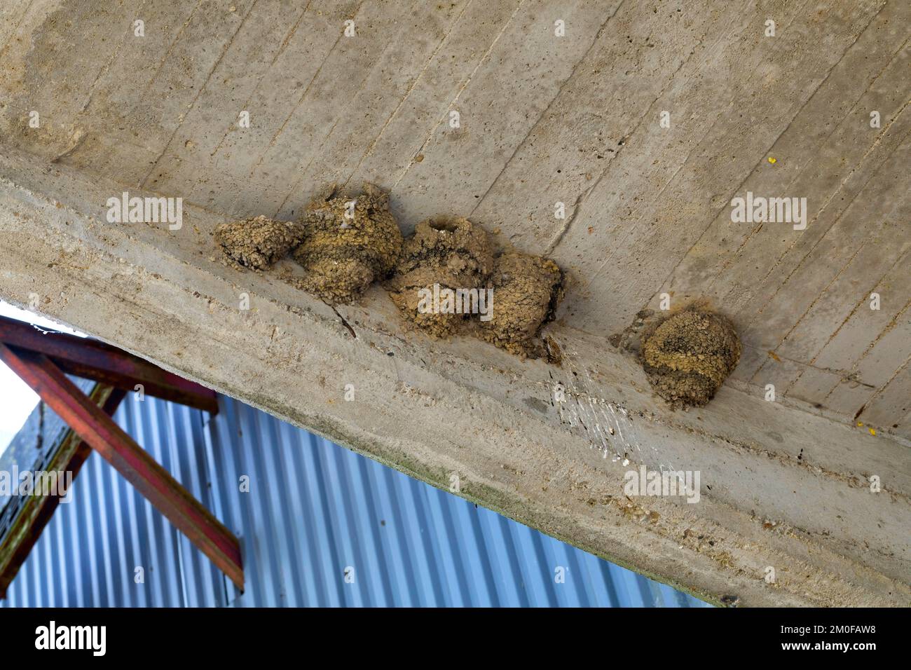 Gemeindehaus martin (Delichon urbica, Delichon urbicum), Schwalbennester unter der Traufe, Deutschland Stockfoto