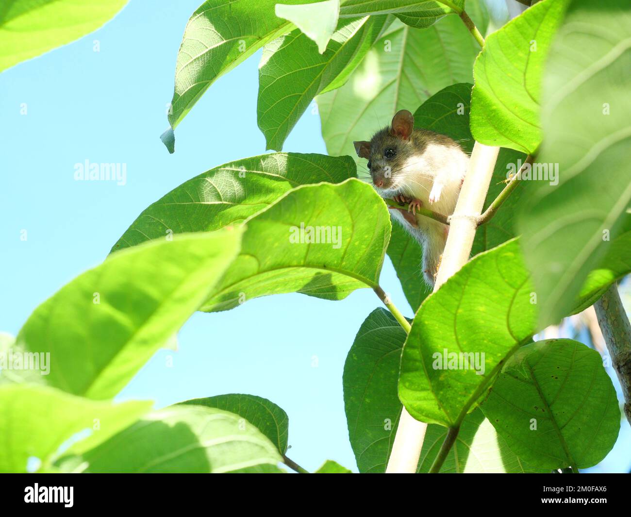 Ratte auf Baum, Versteck von Mäusen, Nagetier im Busch, Großmaus mit grünem Blatt und blauem Himmel im Hintergrund Stockfoto