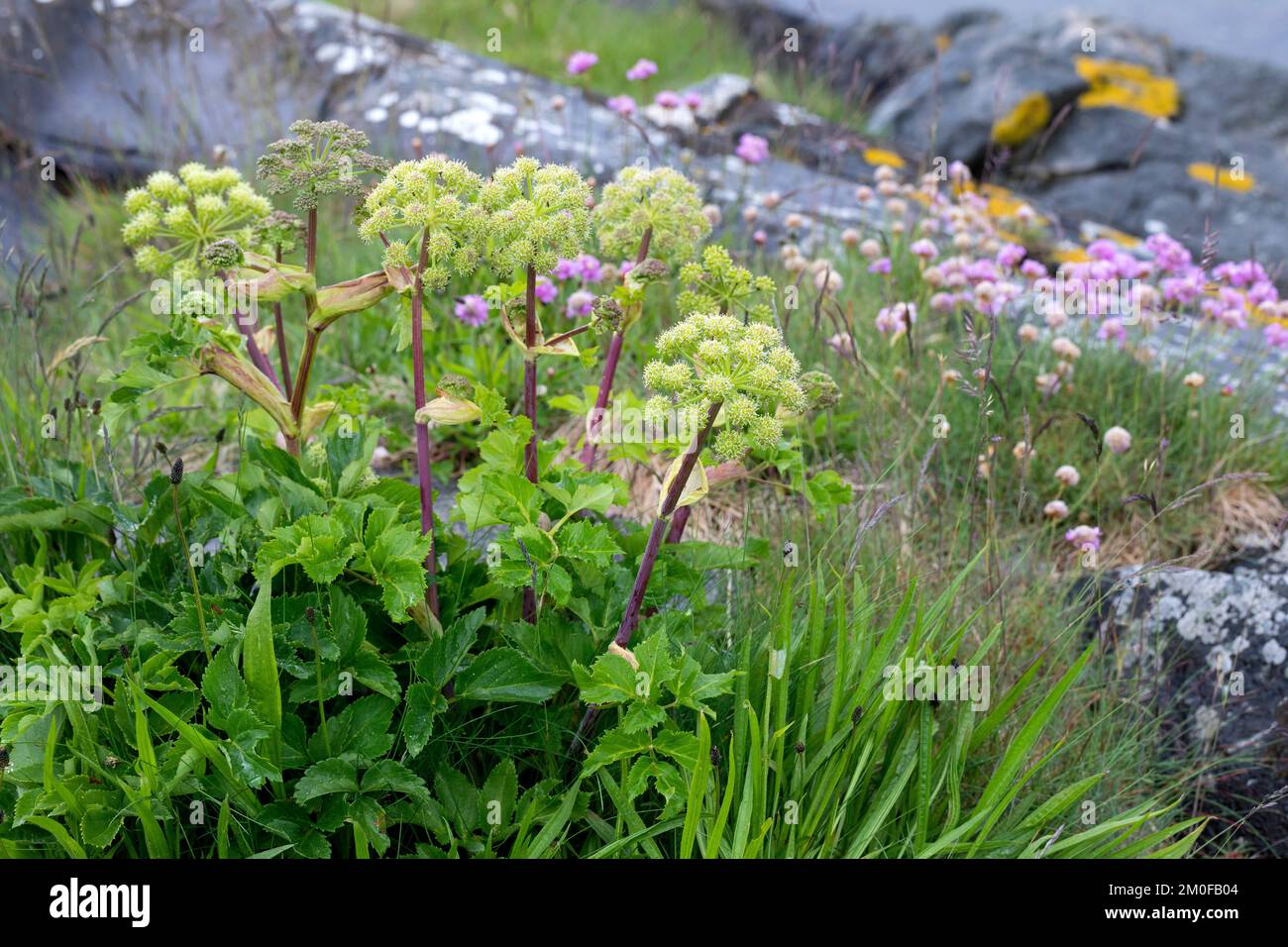 Garden Angelica (Angelica Archangelica), blühend, Skandinavien Stockfoto