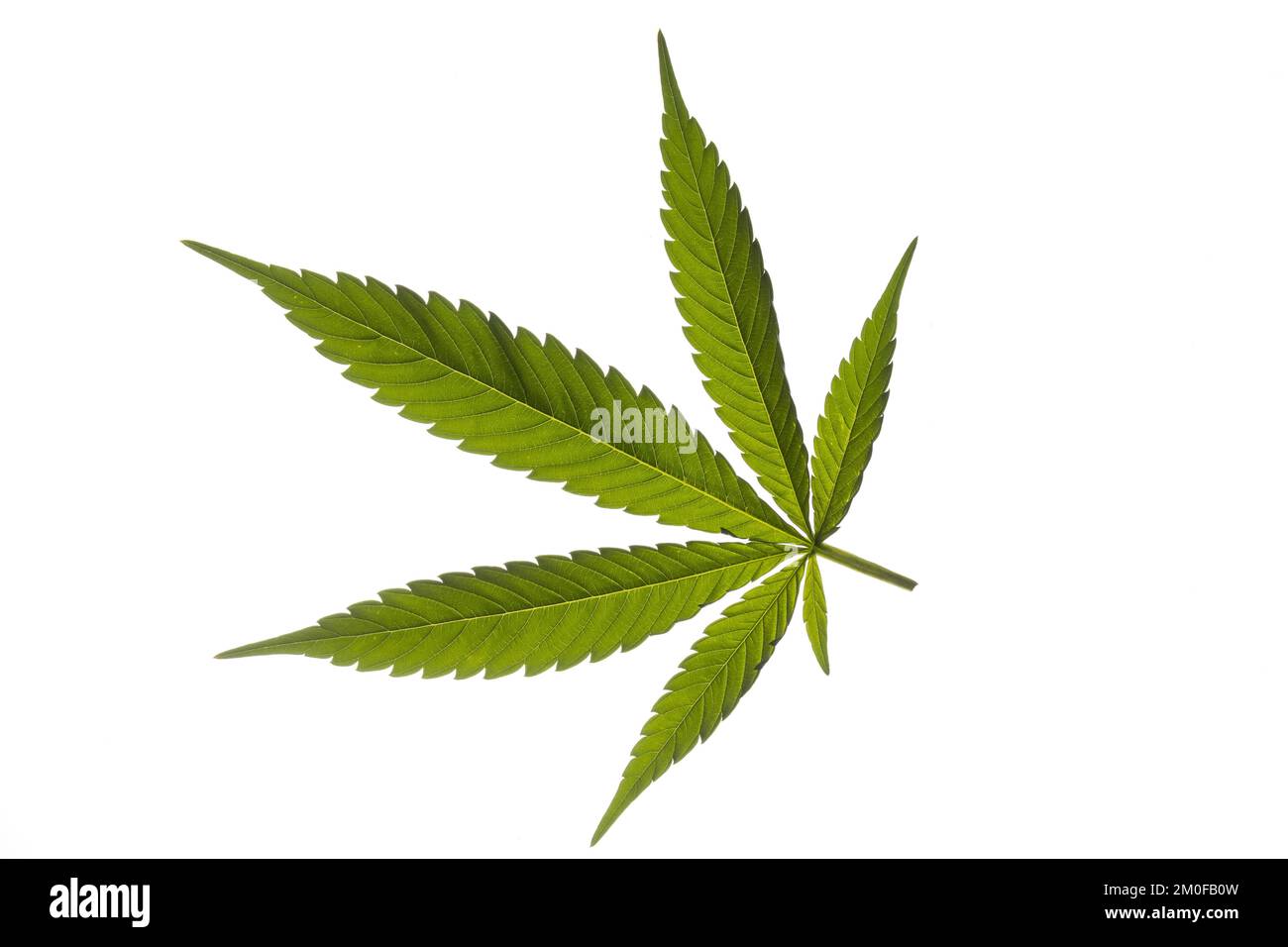 Indischer Hanf, Marihuana, mary jane (Cannabis sativa), Hanfblatt, Ausschnitt Stockfoto