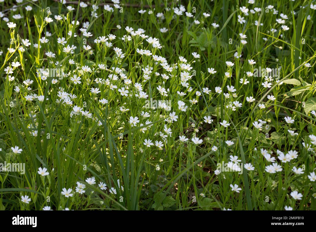 Easterbell Hahnenfußgewächse, größere Stitchwort (Stellaria Holostea), blühen, Deutschland Stockfoto