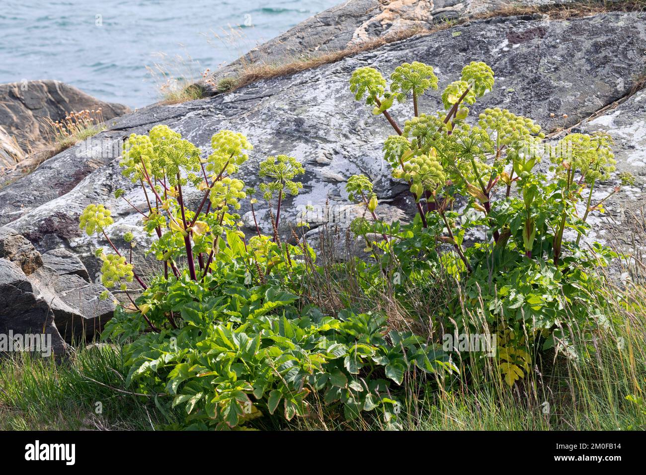 Garden Angelica (Angelica Archangelica), blühend, Skandinavien Stockfoto