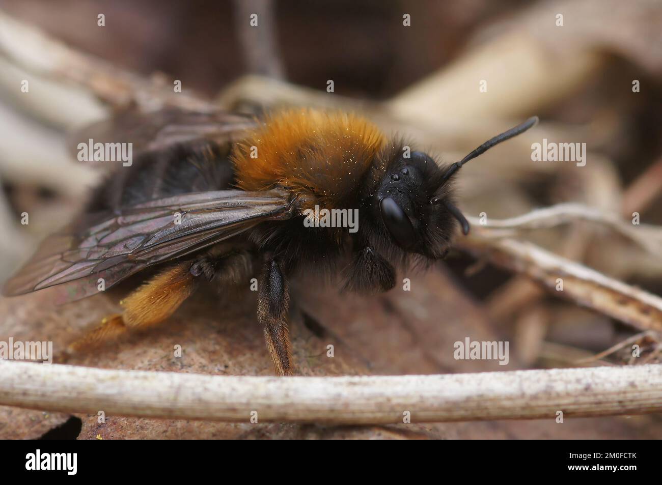 Natürliche Nahaufnahme einer weiblichen Clarkes Bergbaubiene, Andrena Clarkella, die auf dem Boden sitzt Stockfoto