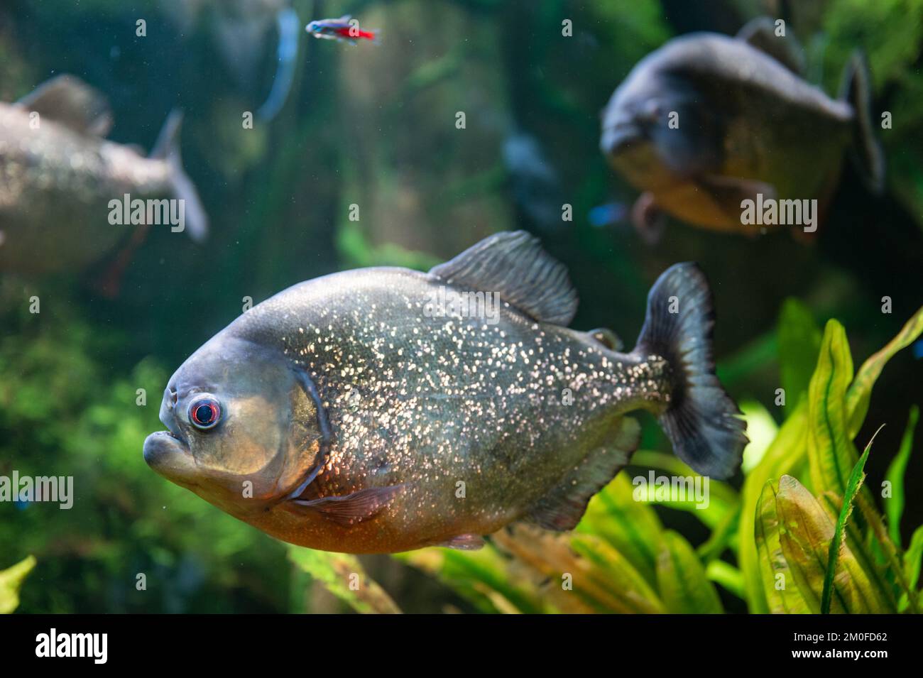 Rote Piranha schwimmen im Aquarium Stockfoto