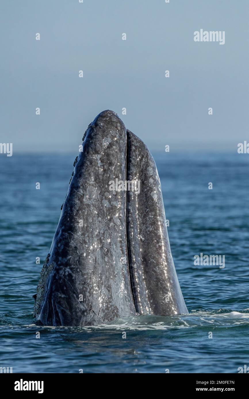 Grauwale bei der Walbeobachtung in Laguna San Ignacio Baja California sur, Mexiko Stockfoto